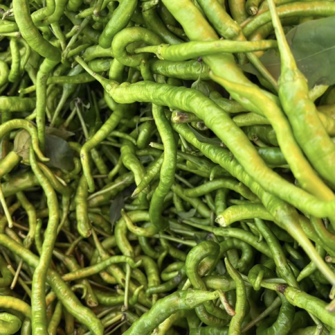 贵州农村露天辣椒 鱼秋辣