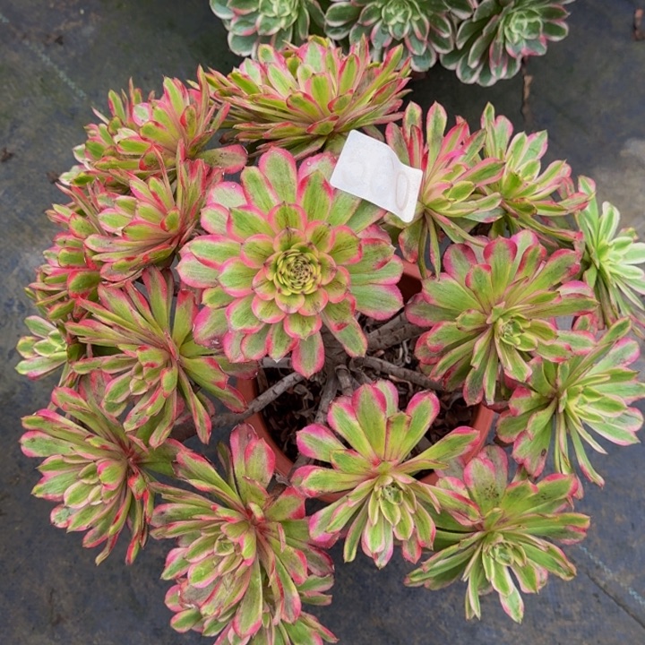 000000000560夕颜福利价多肉植物