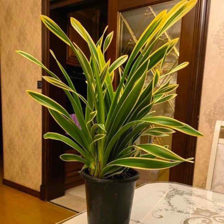 618活动+关注+粉丝灯牌，金粉世家，浓香型室内高档花