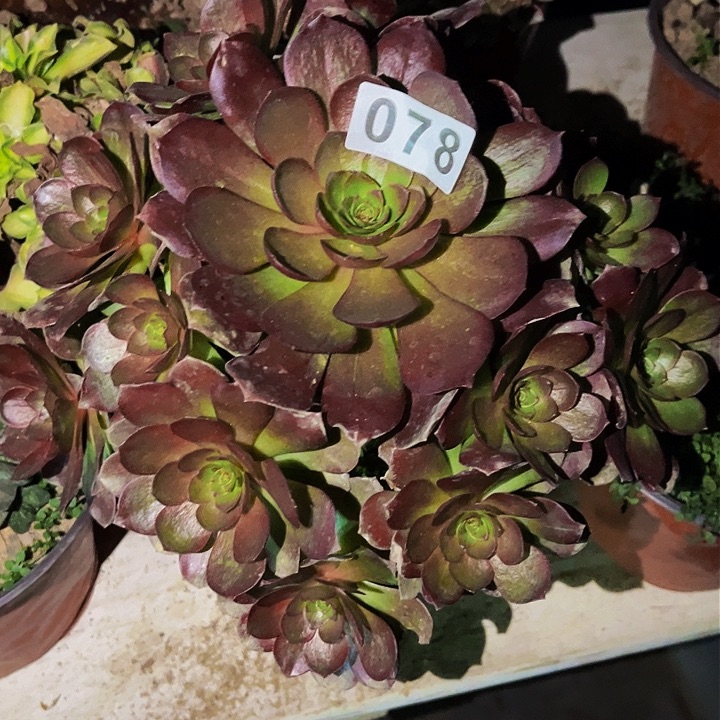 078黑魔多肉植物处理不售后