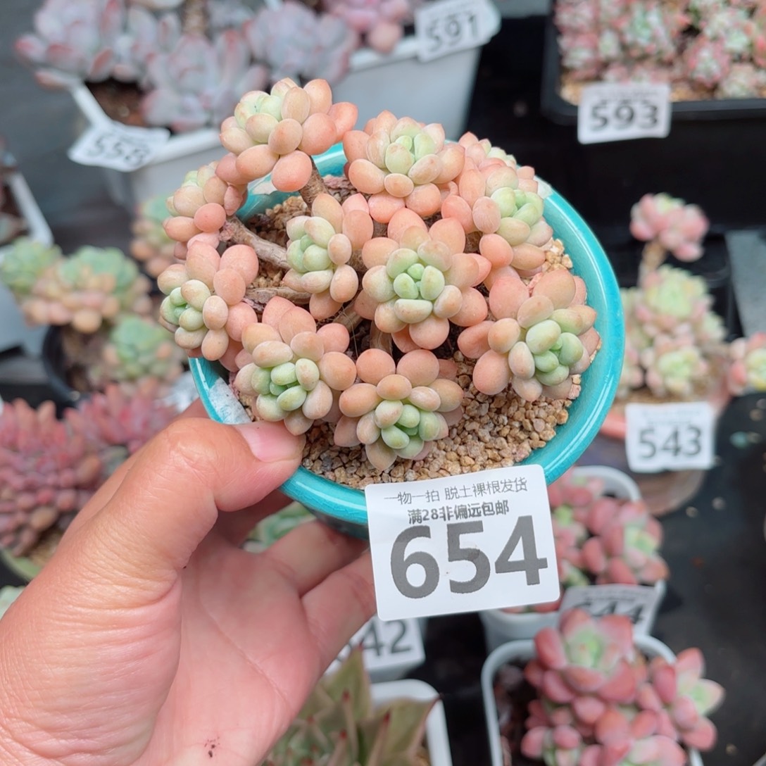 鱼子酱无盆土发货