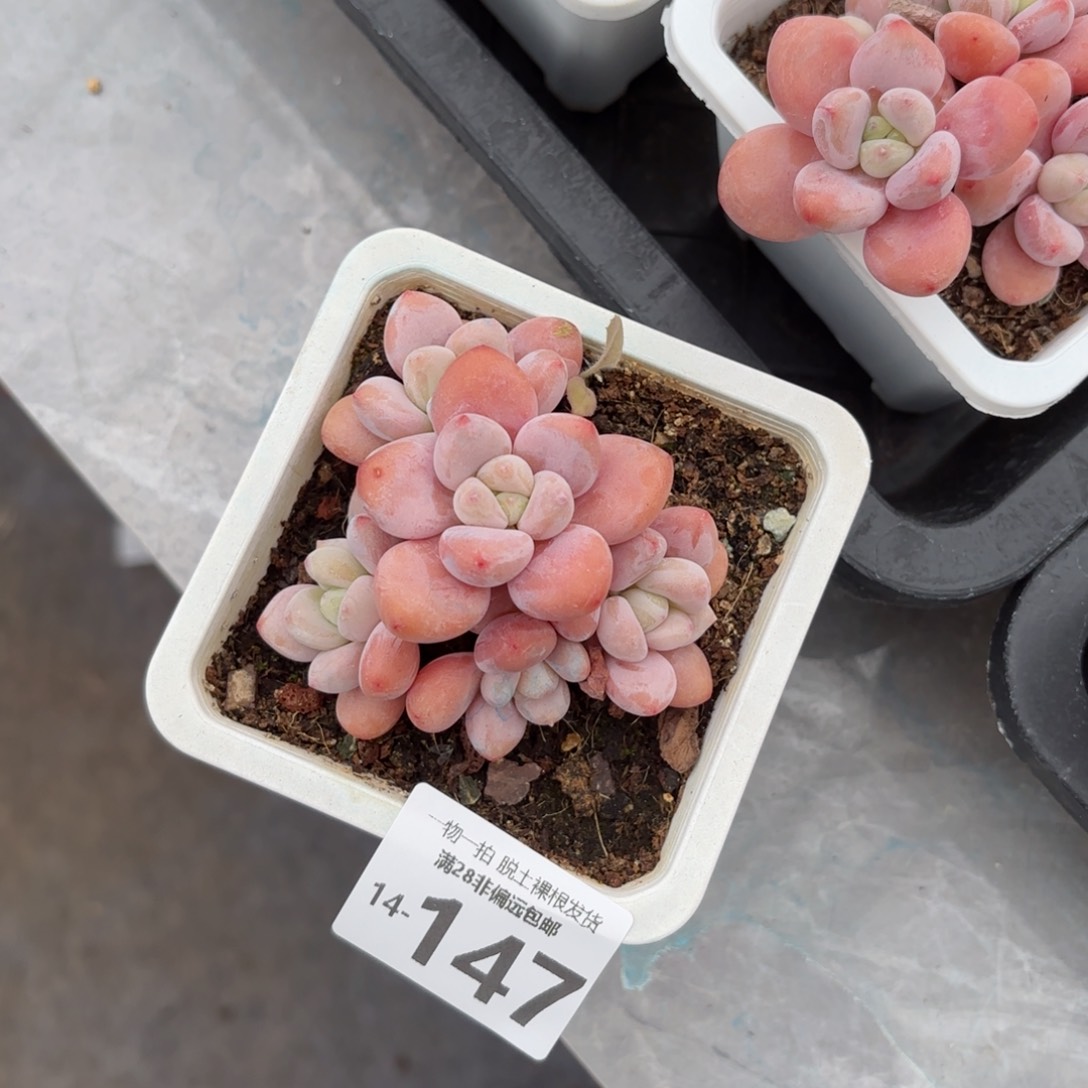 红洛神老桩多肉多肉