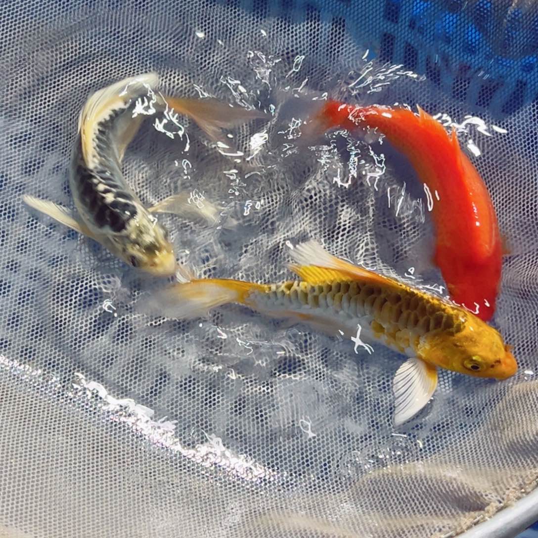 锦鲤锦鲤观赏鱼1111