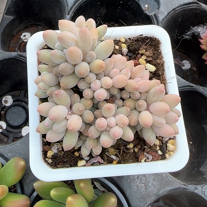 青蛙王子儿童牙膏111