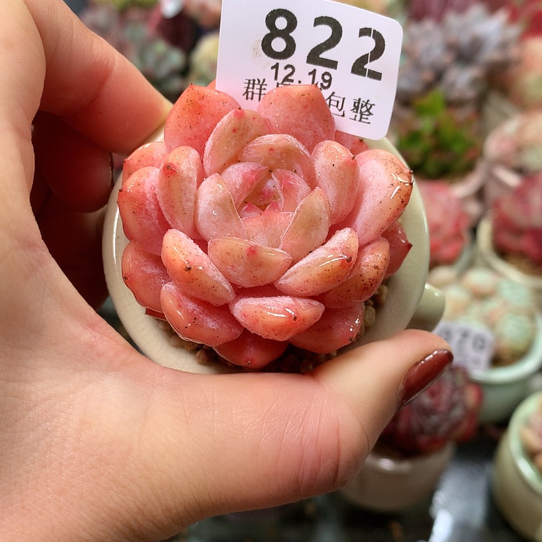 精控拇指盆1219822