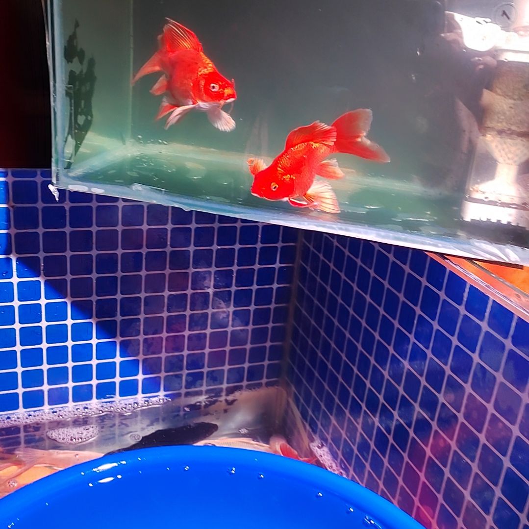 蝴蝶鲤一对一挑选直播间