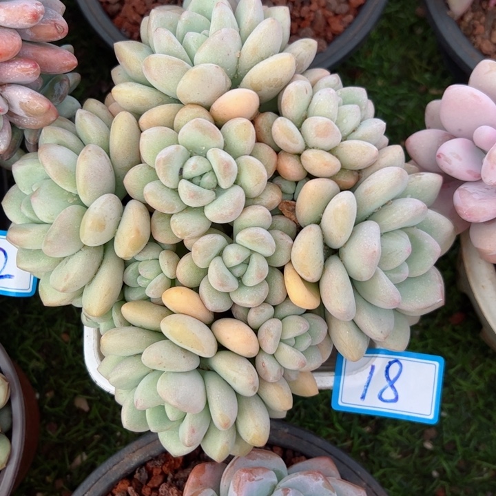 18泡泡平平安安的