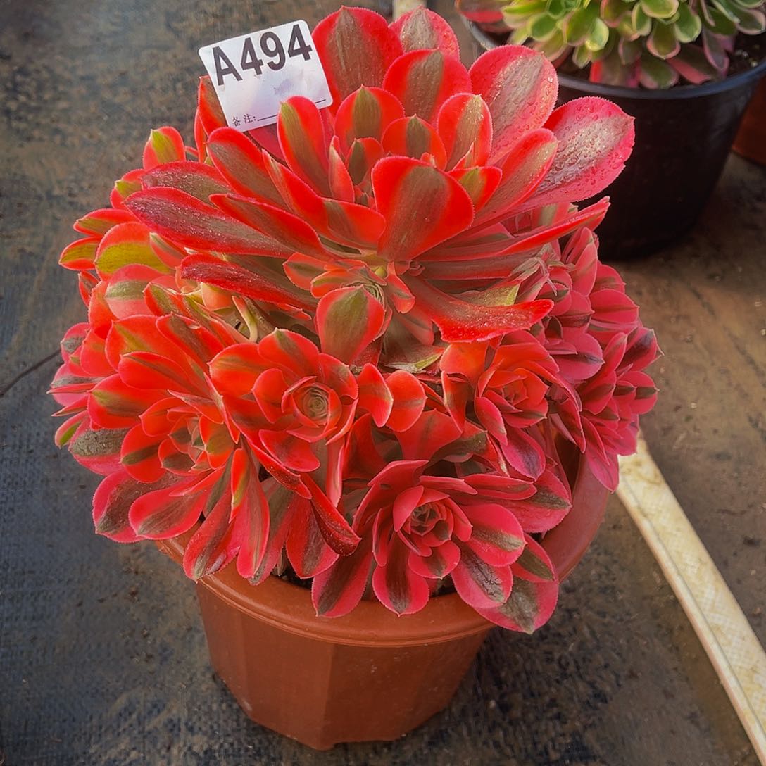 女巫949福利法师