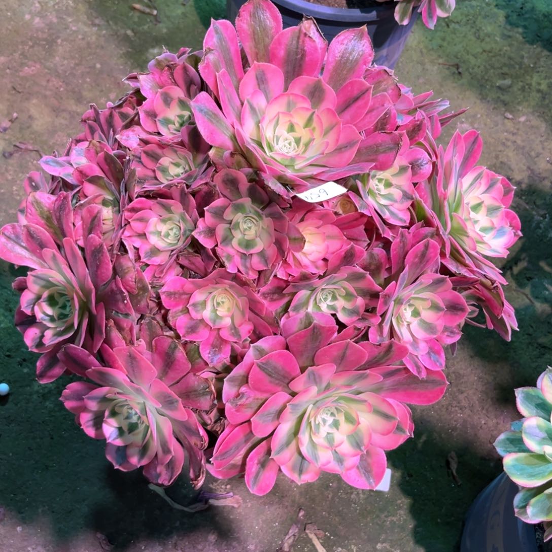多肉植物女巫654
