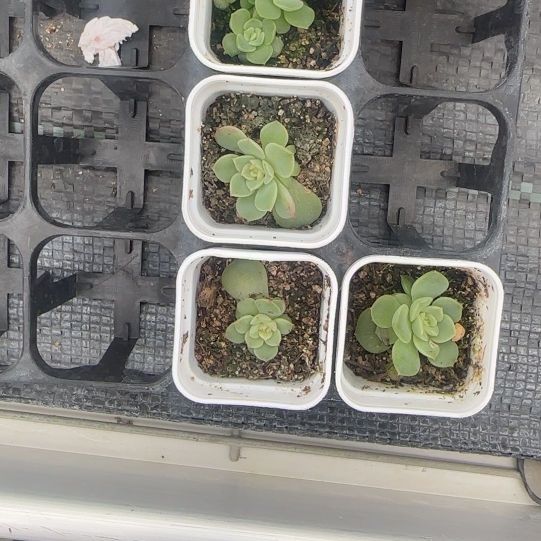 逍遥盆一个8床满25包邮