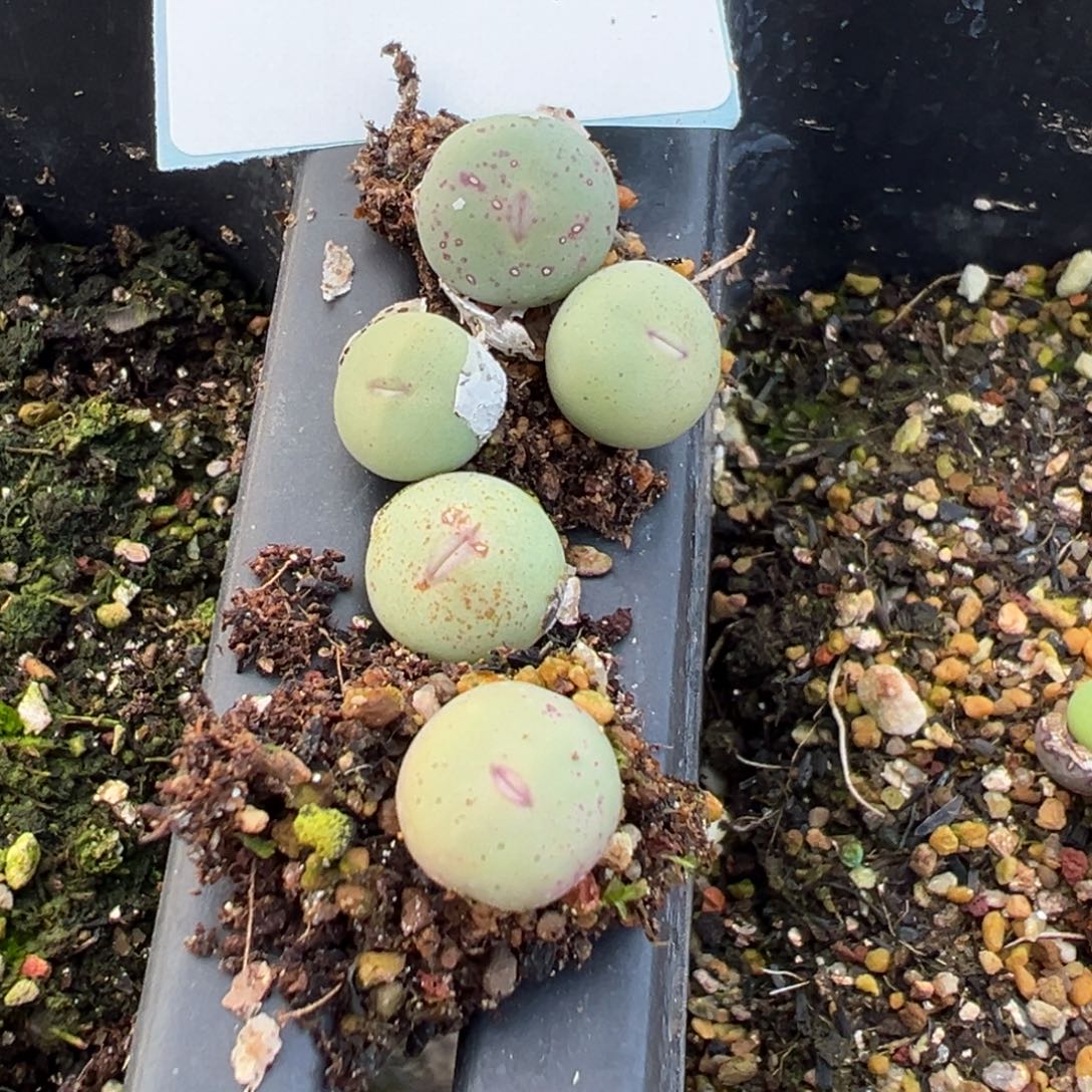 2-17量拍粉红嘴5颗