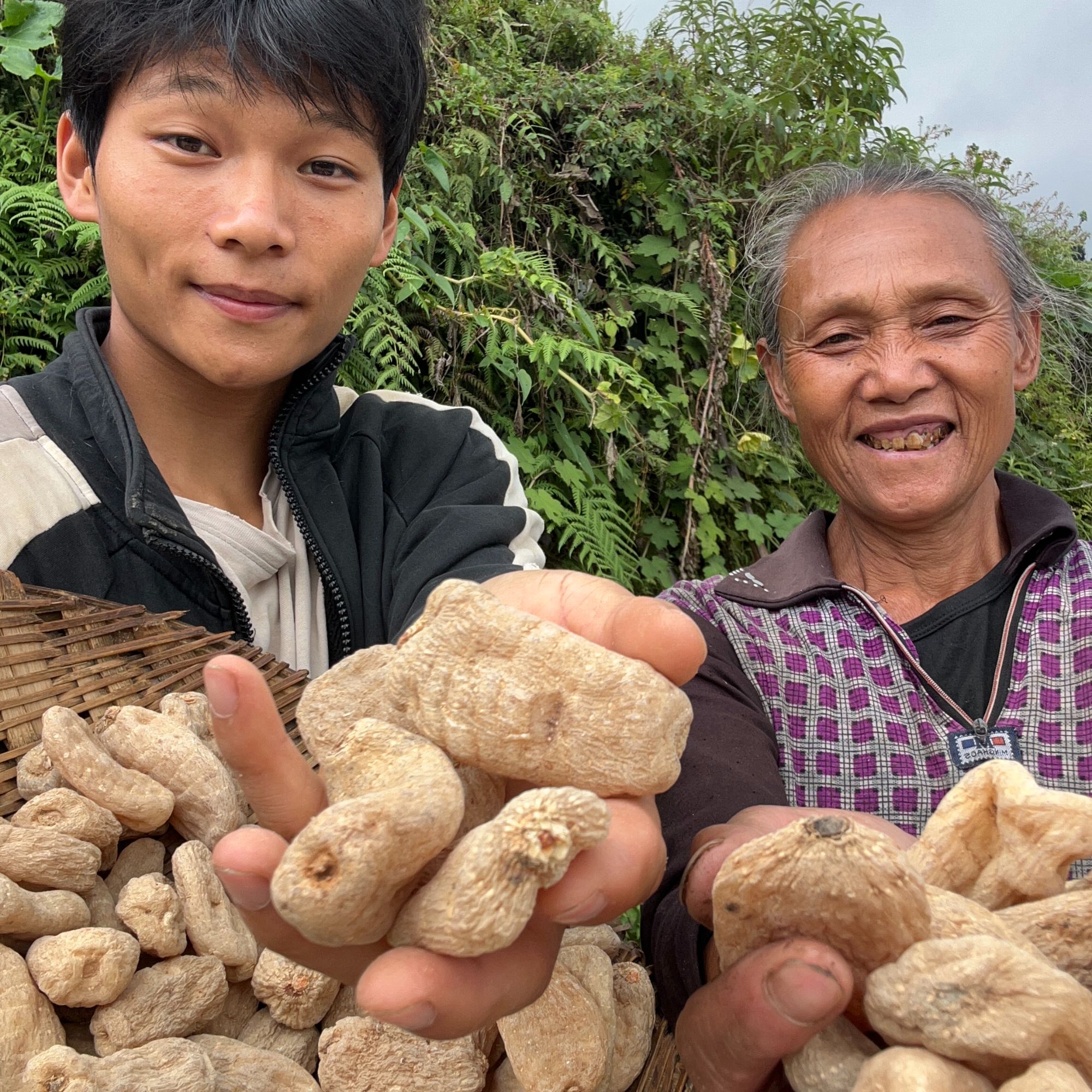 高山天麻 精选干货mz
