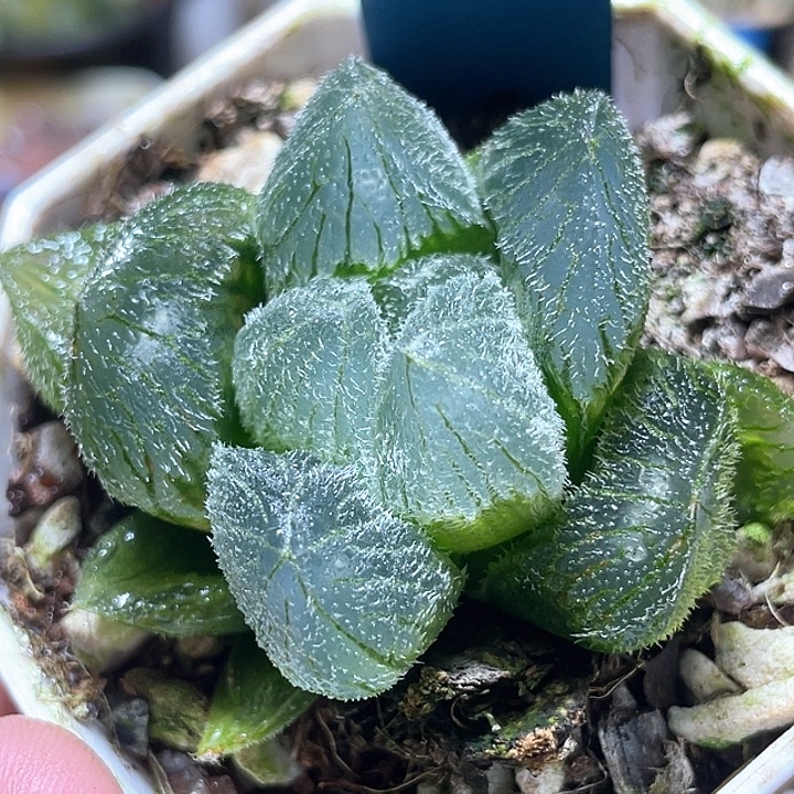 717巨大梦露特选福利