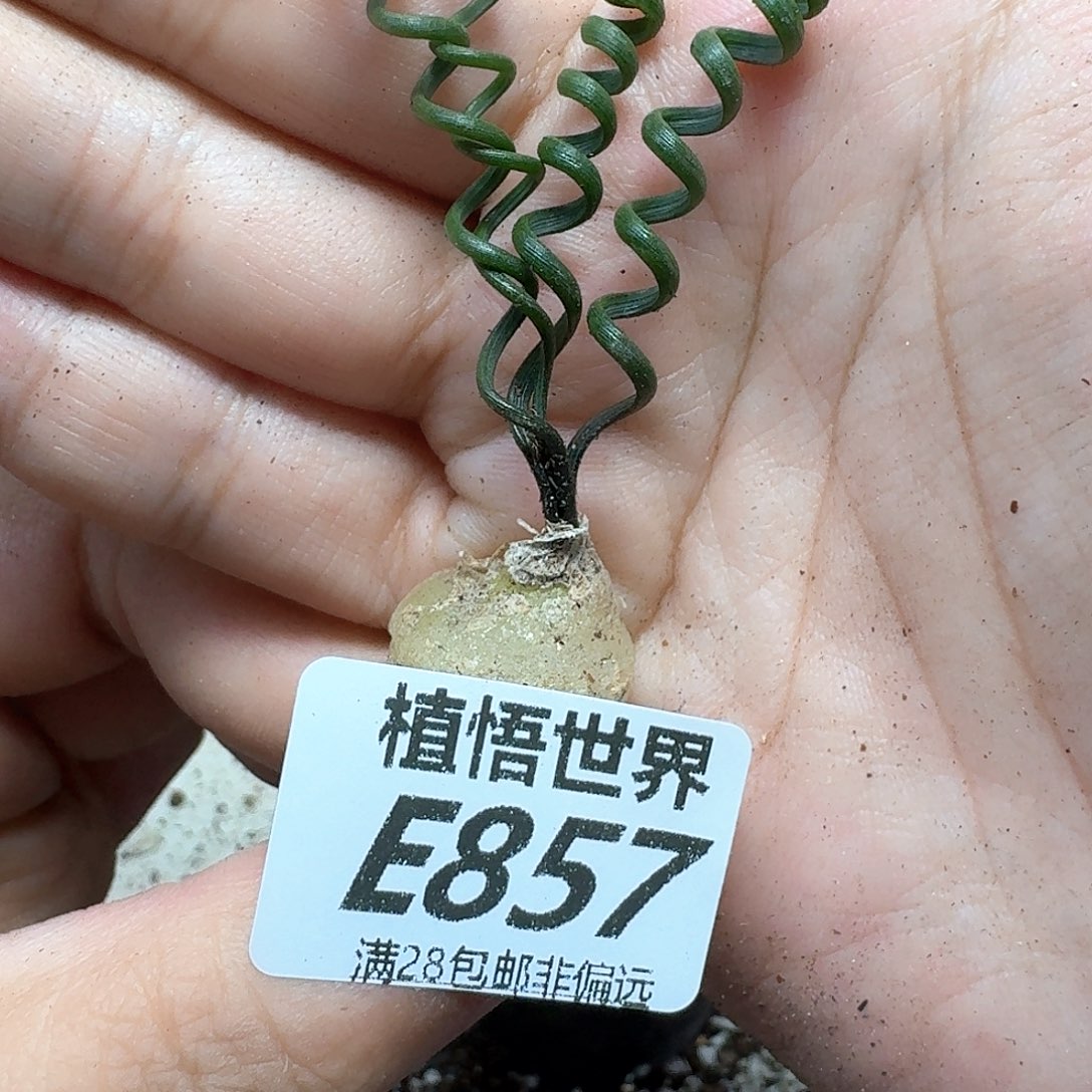 多肉植物的润泽fgb