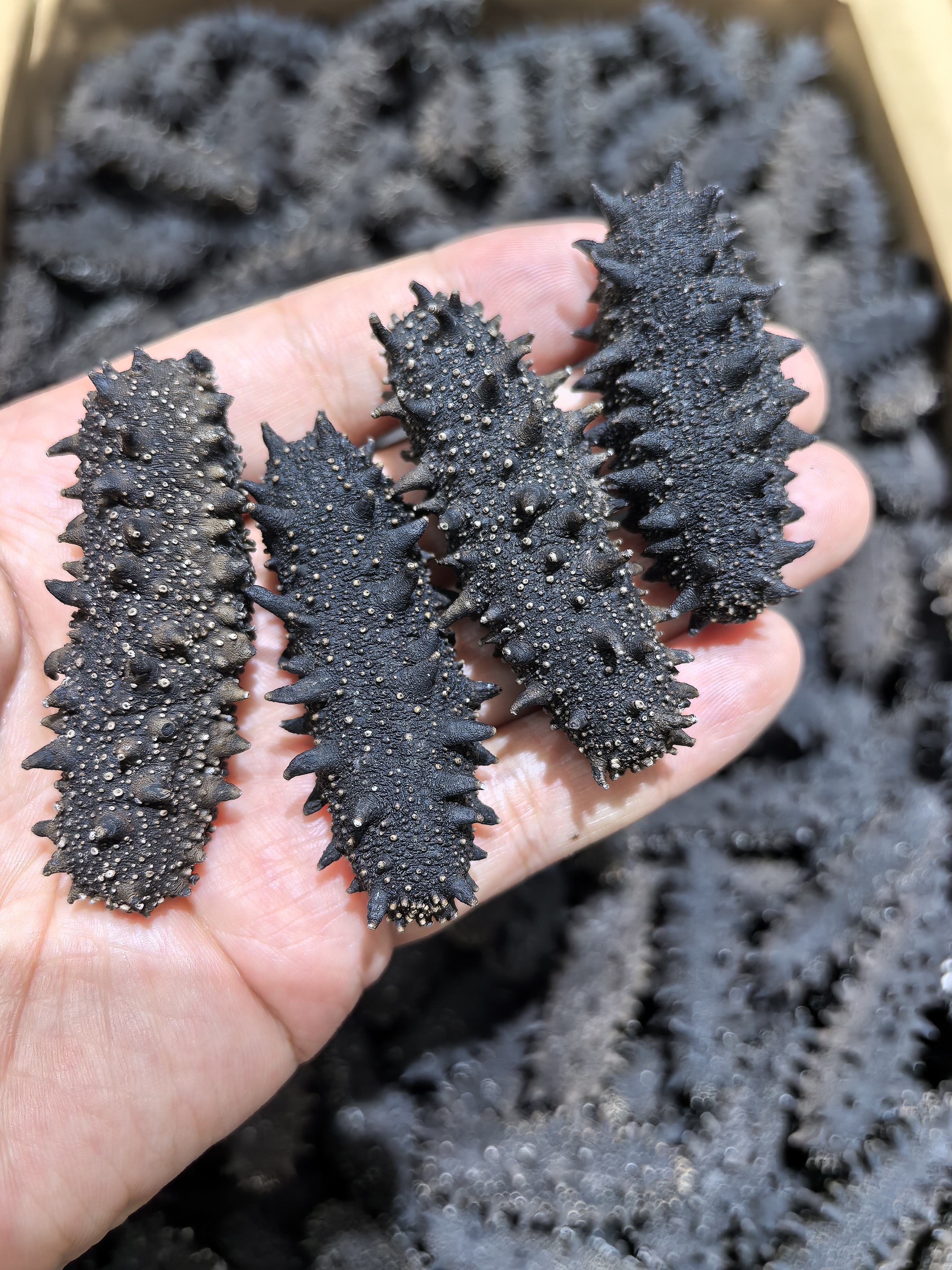 国标干海参40－60头深海加工干净自然大连淡干参滋补佳品