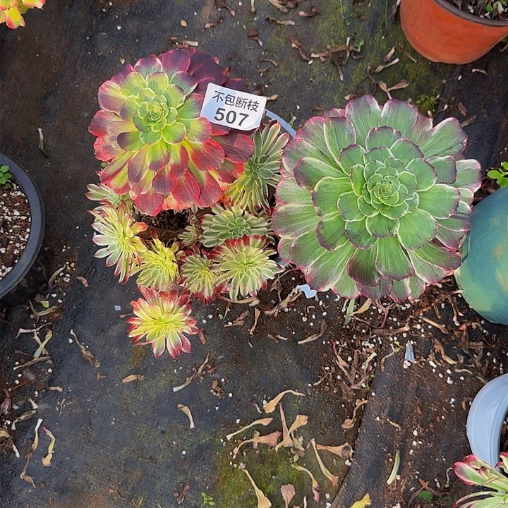 景507多肉法师锦1111