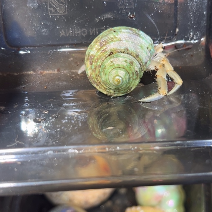 中国大陆陆生寄居蟹紫陆1.5