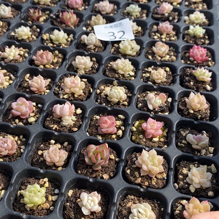 32 多肉植物盆栽植物