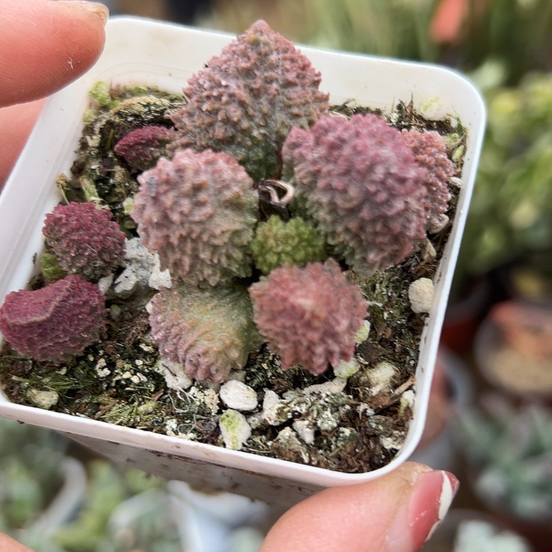 多肉植物朱子玉水泡