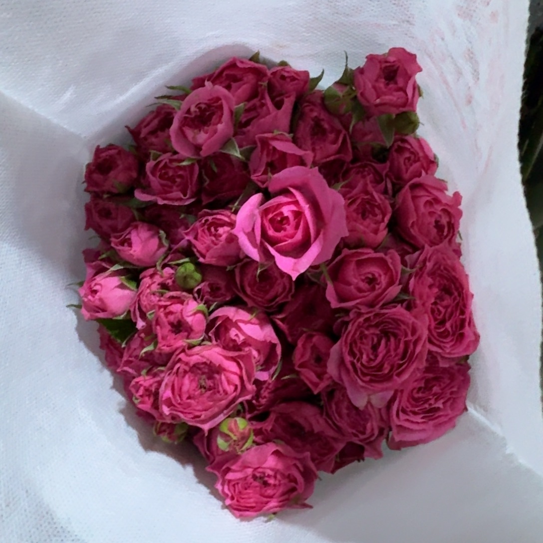 苏菲一扎。          