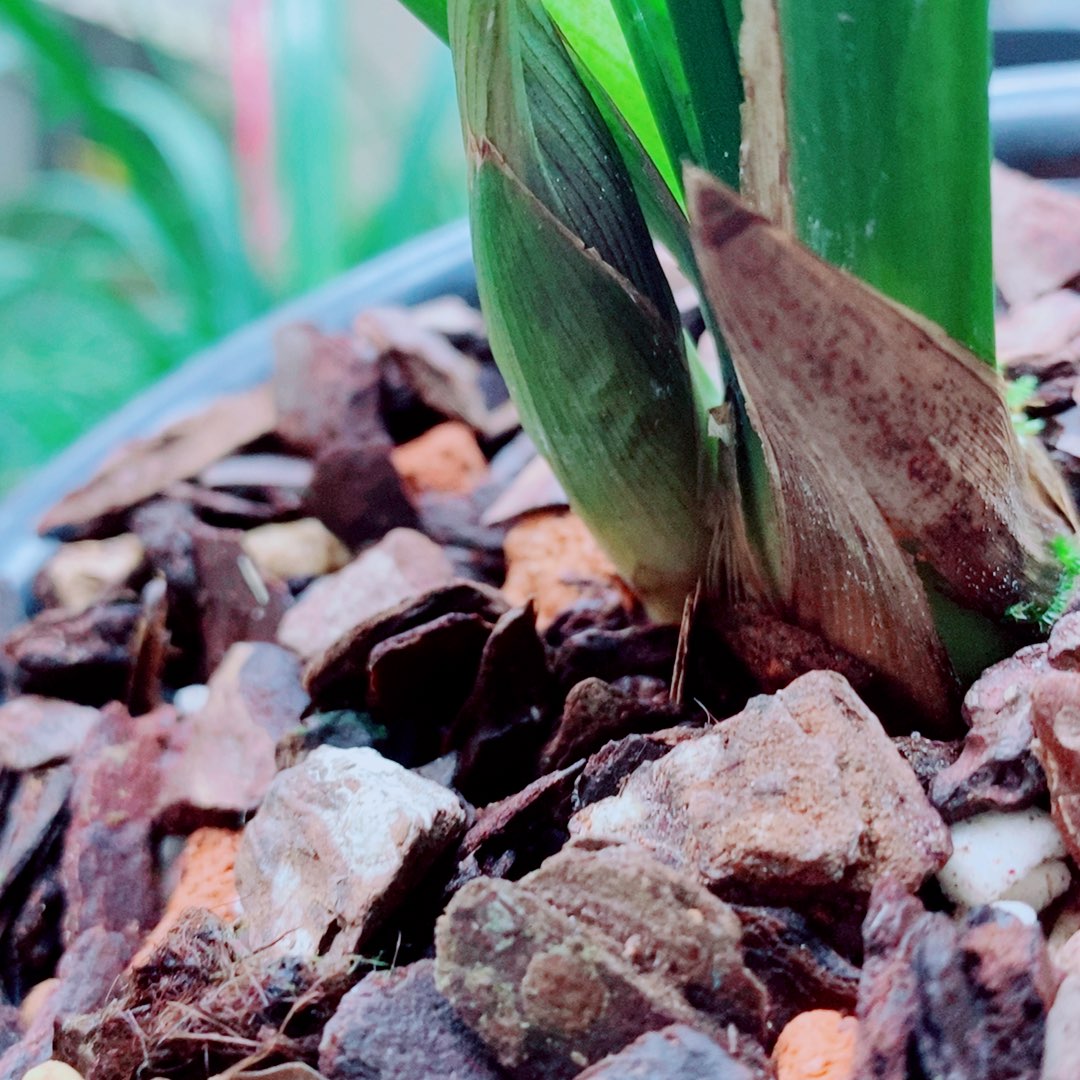 当前无花栽培后可以开花