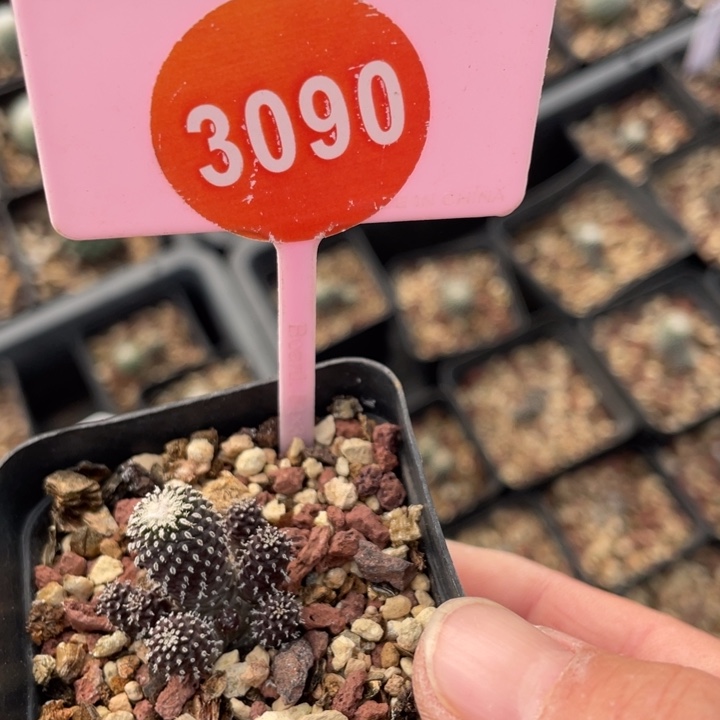 山***的实生精巧殿刺缀309000000