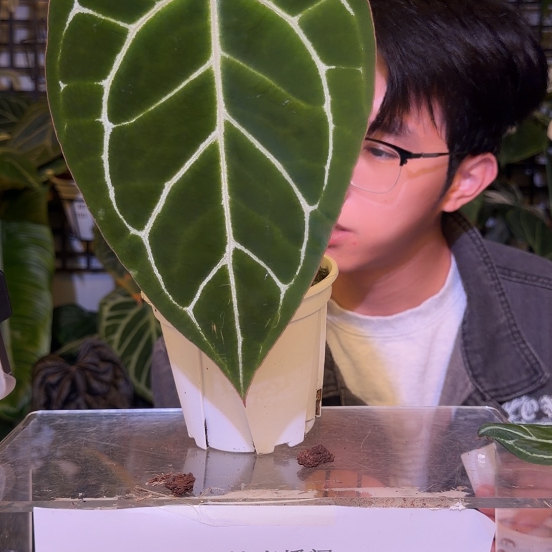 完全开放F571 南美黑水晶哥伦比亚