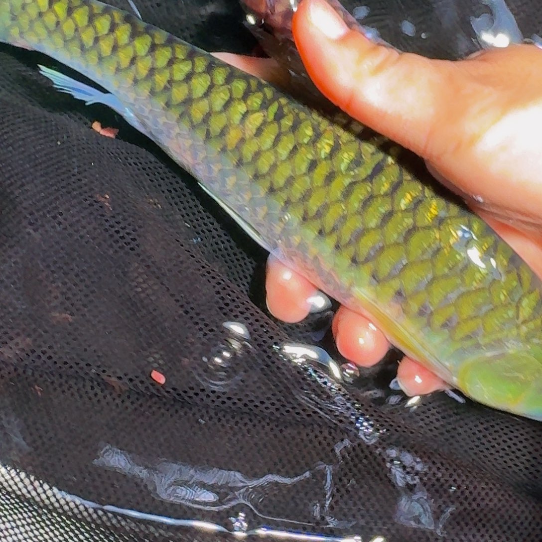 吉罗鱼盈江盈江盈江