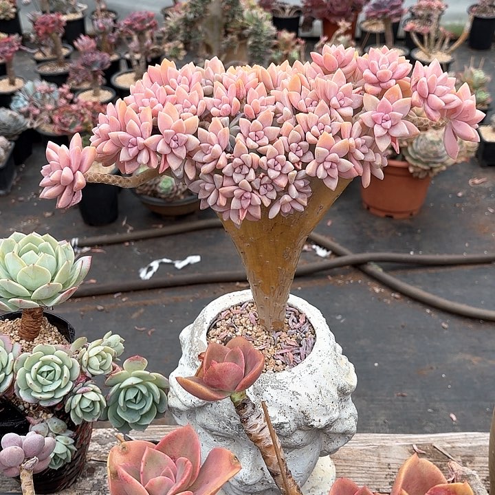 多肉植物，淡雪缀