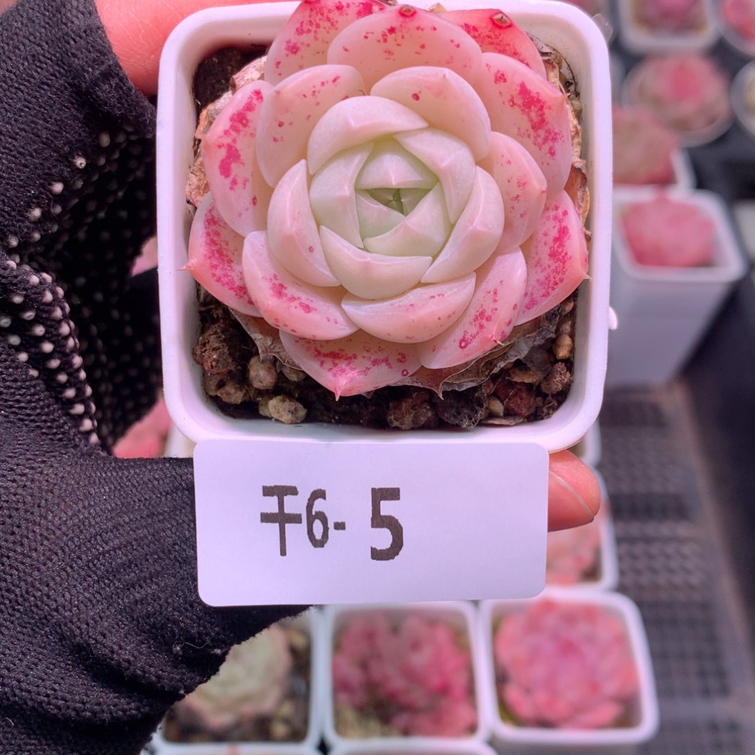 千6-5 美瞳默认脱土
