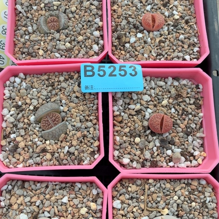 c***5253两红花两线两215