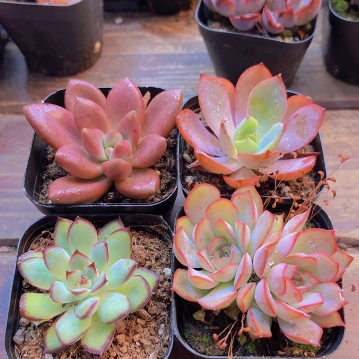 菲欧娜 赫拉 肉酱 桃花源