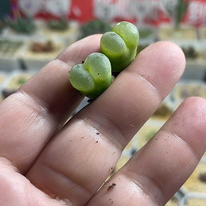 小***ま佳人园艺博览会456