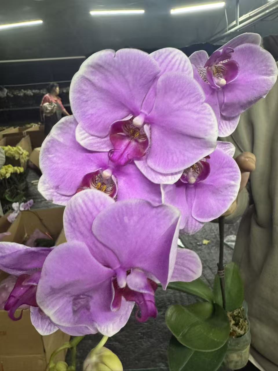 兰屿 LYSLAND【玛格丽特】蝴蝶兰鲜花盆栽