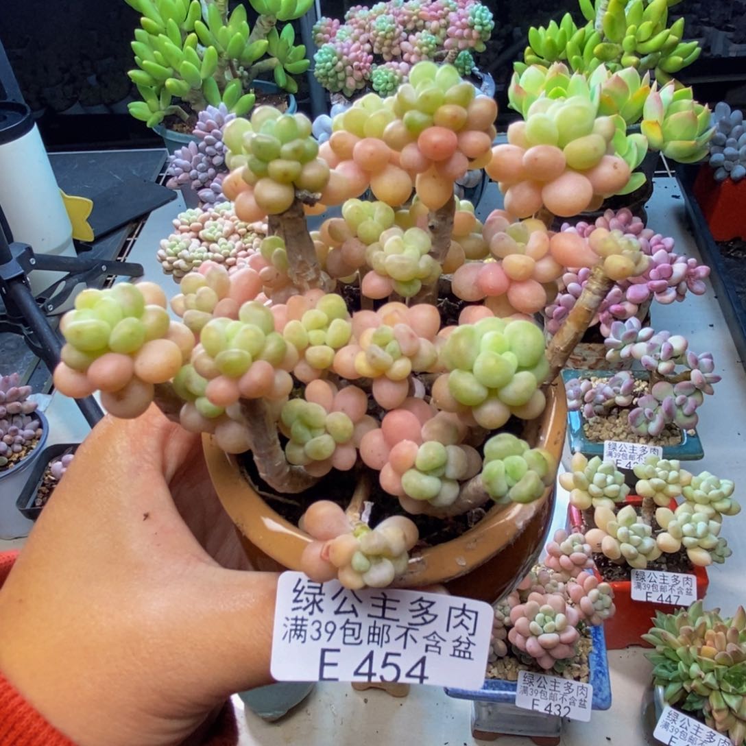 454花朵鱼子酱多肉7c m