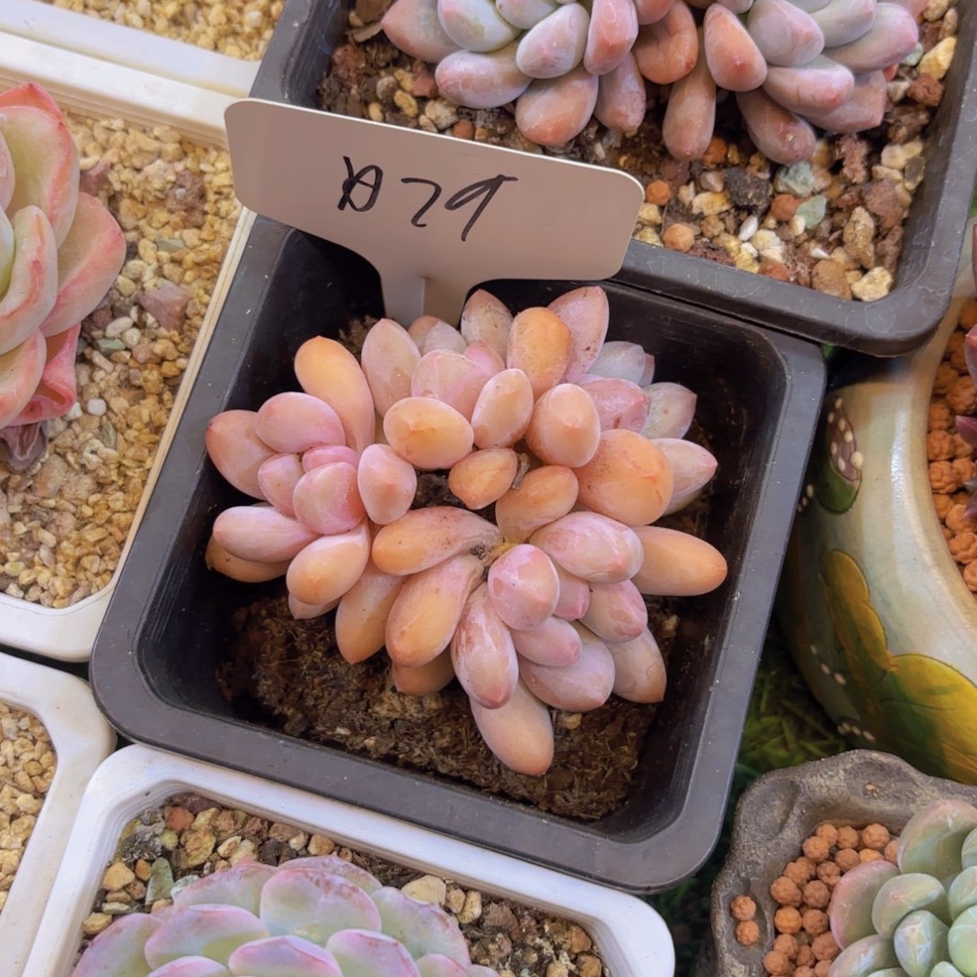 清***幽云南金致家精品多肉