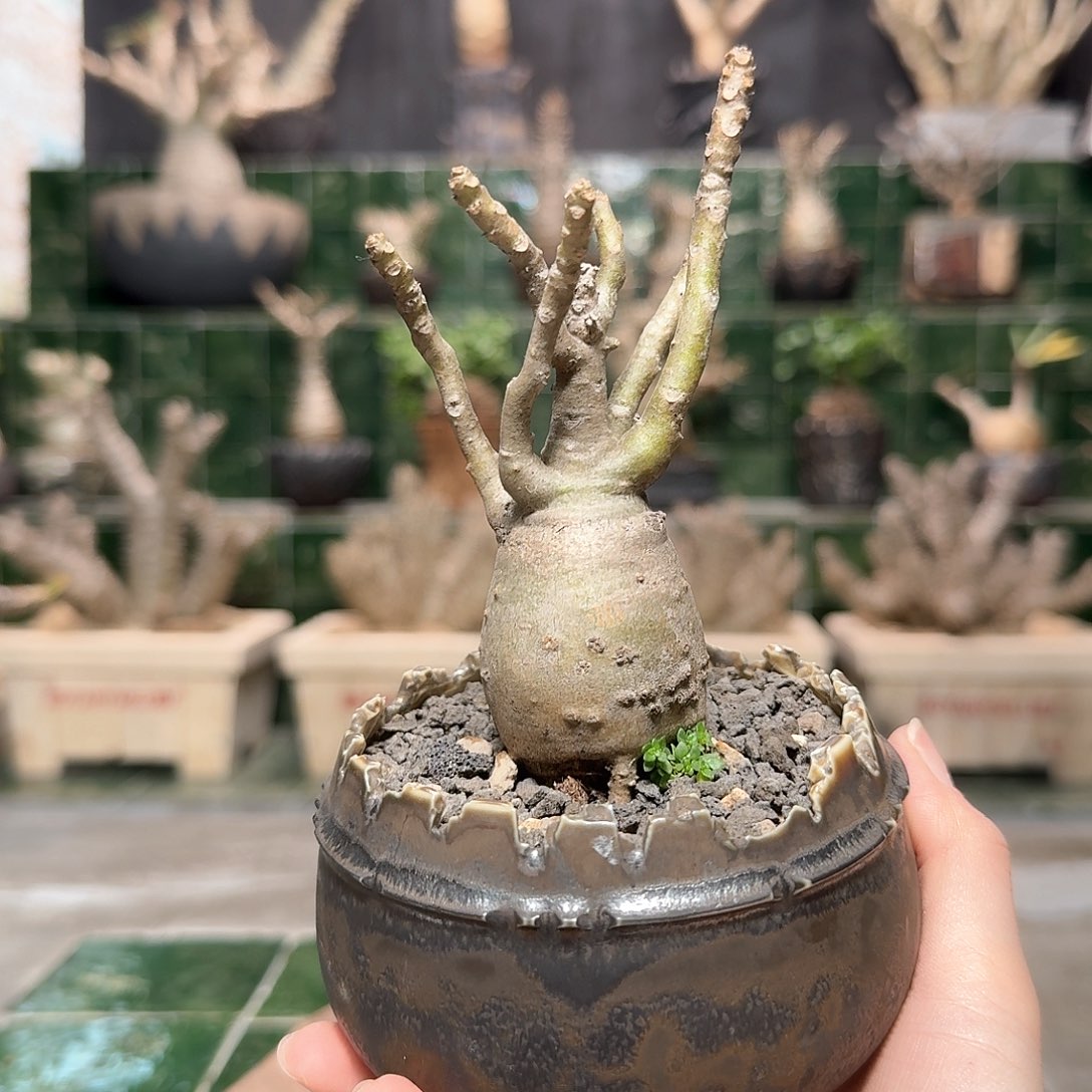 迪式棒槌 一物一拍