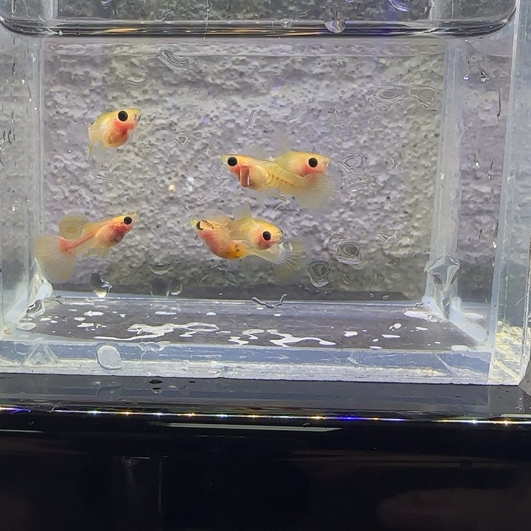 孔雀鱼蛇纹幻彩。103号