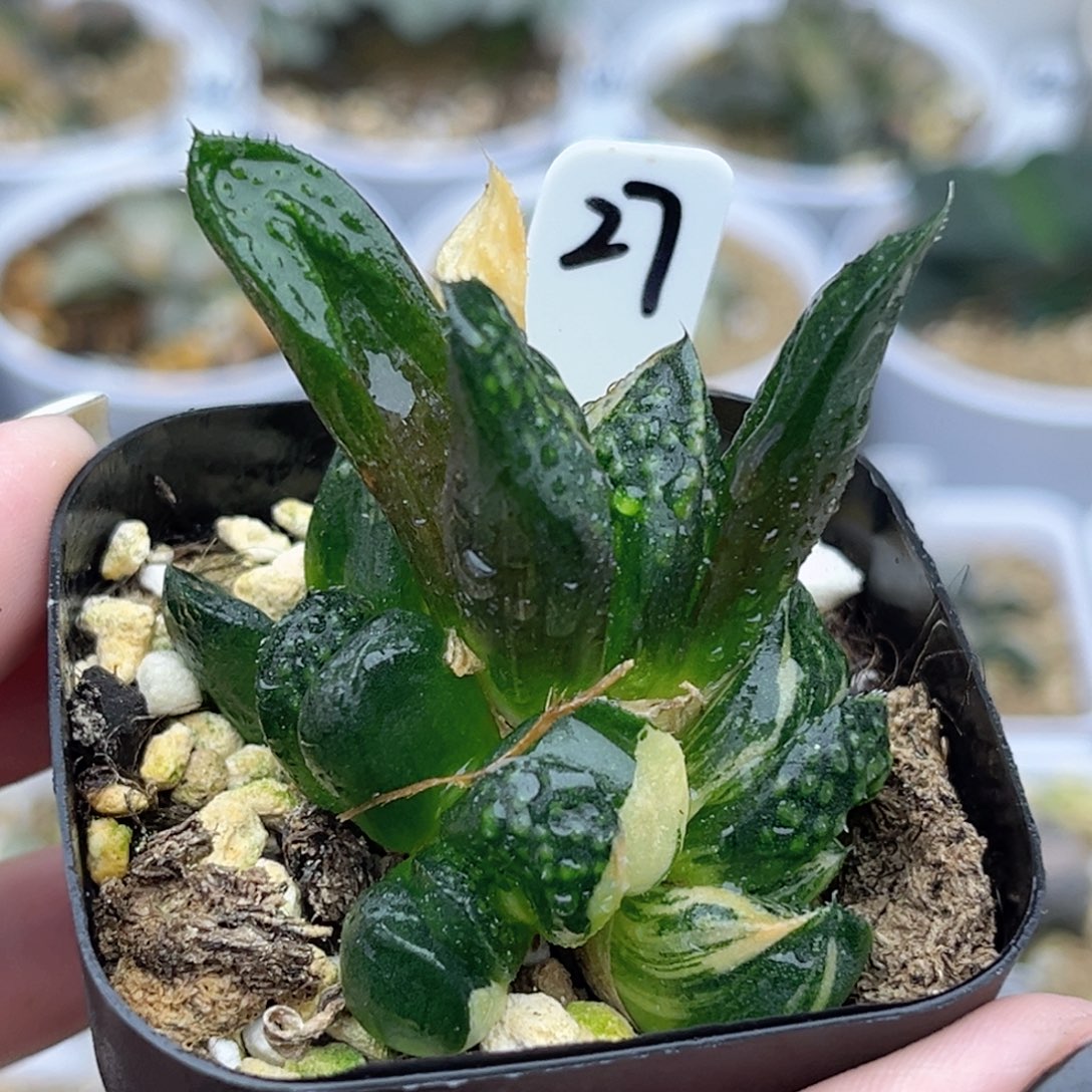 27紫禁城锦带仔福利专场