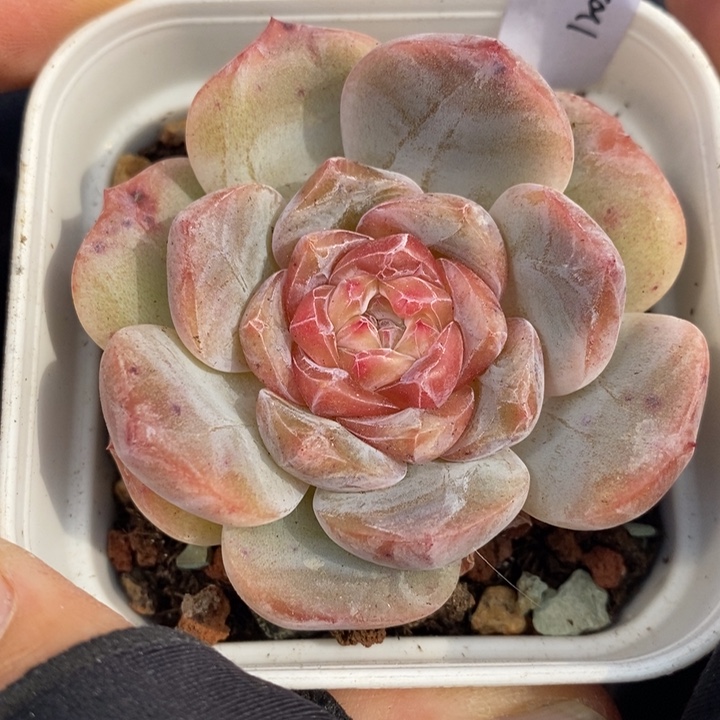 1202-614，糖心多肉