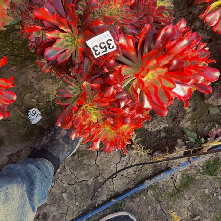 美杜莎花29-33包邮花花