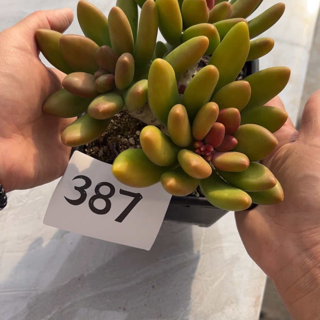 妙***品387、公司吃好吃好吃好吃