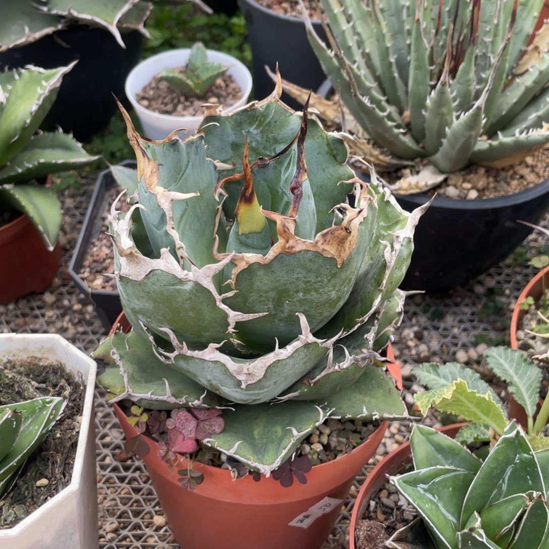 无花朵正白龙舌兰