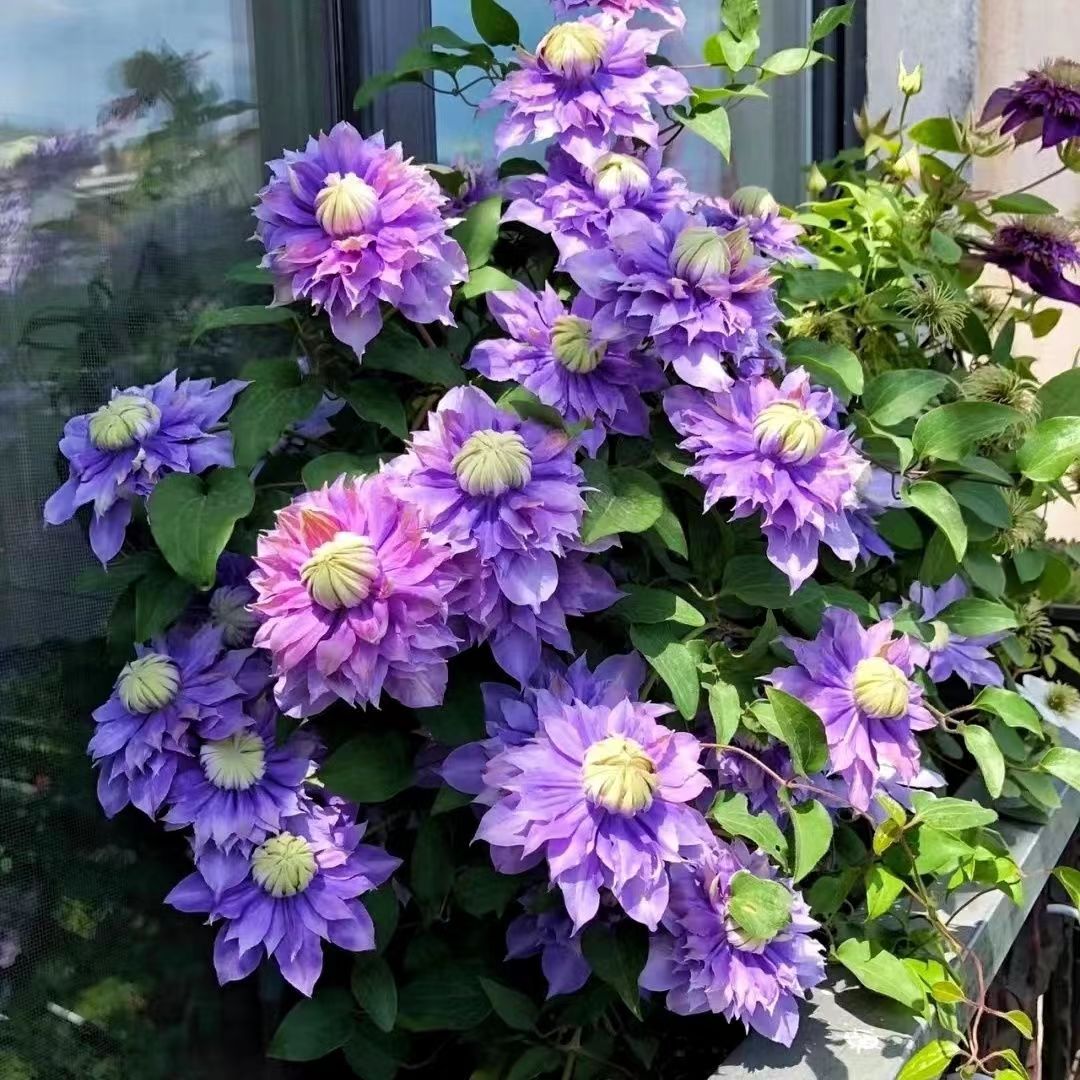 魔法喷泉二类早花大花铁线莲多季开花重瓣爬藤植物庭院阳台观花