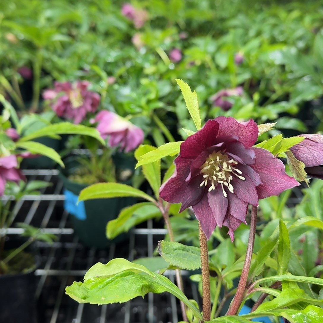 媛***媛少量花朵（建议范围：2朵-5朵 或40%以下）040