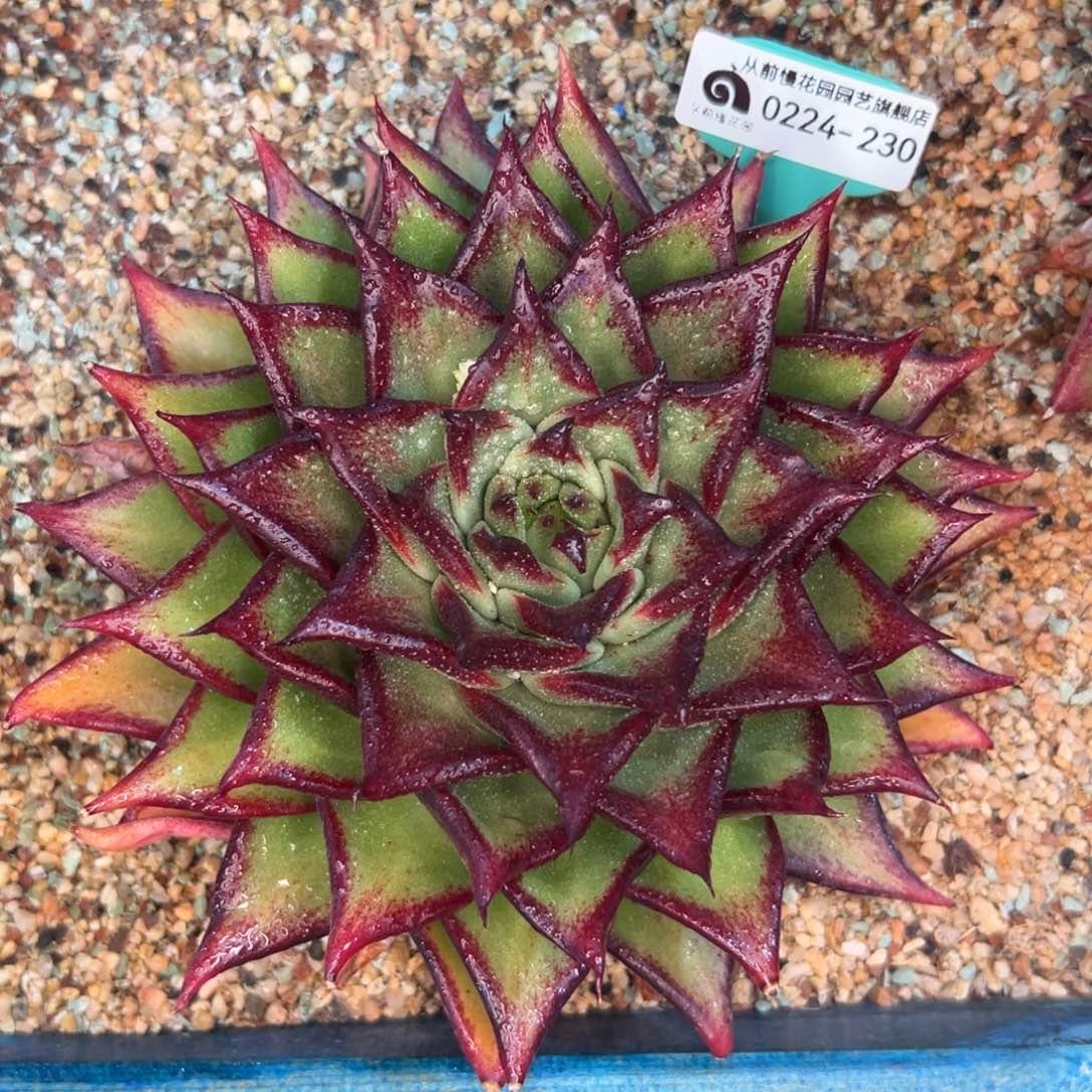 多肉一物一拍0224-230