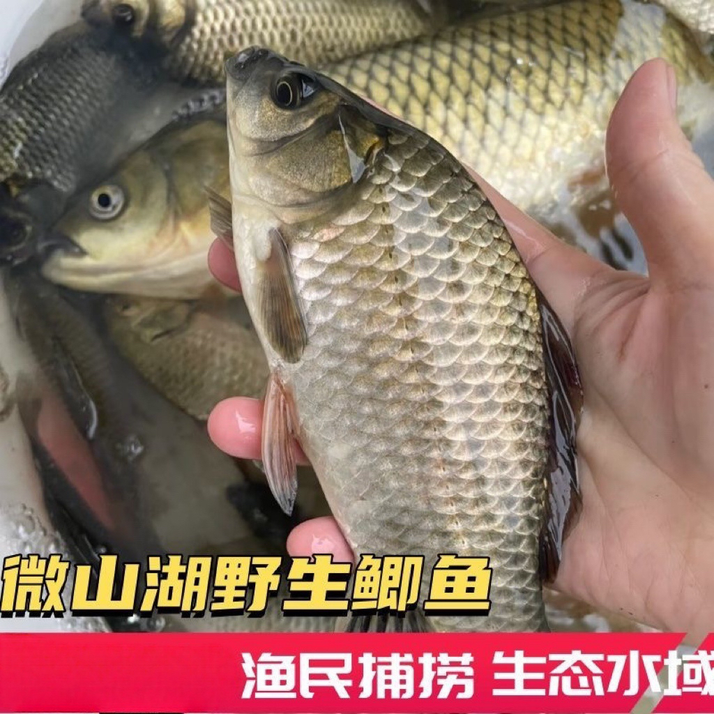 微山湖野生大板鲫鲫鱼 拍2斤送3斤