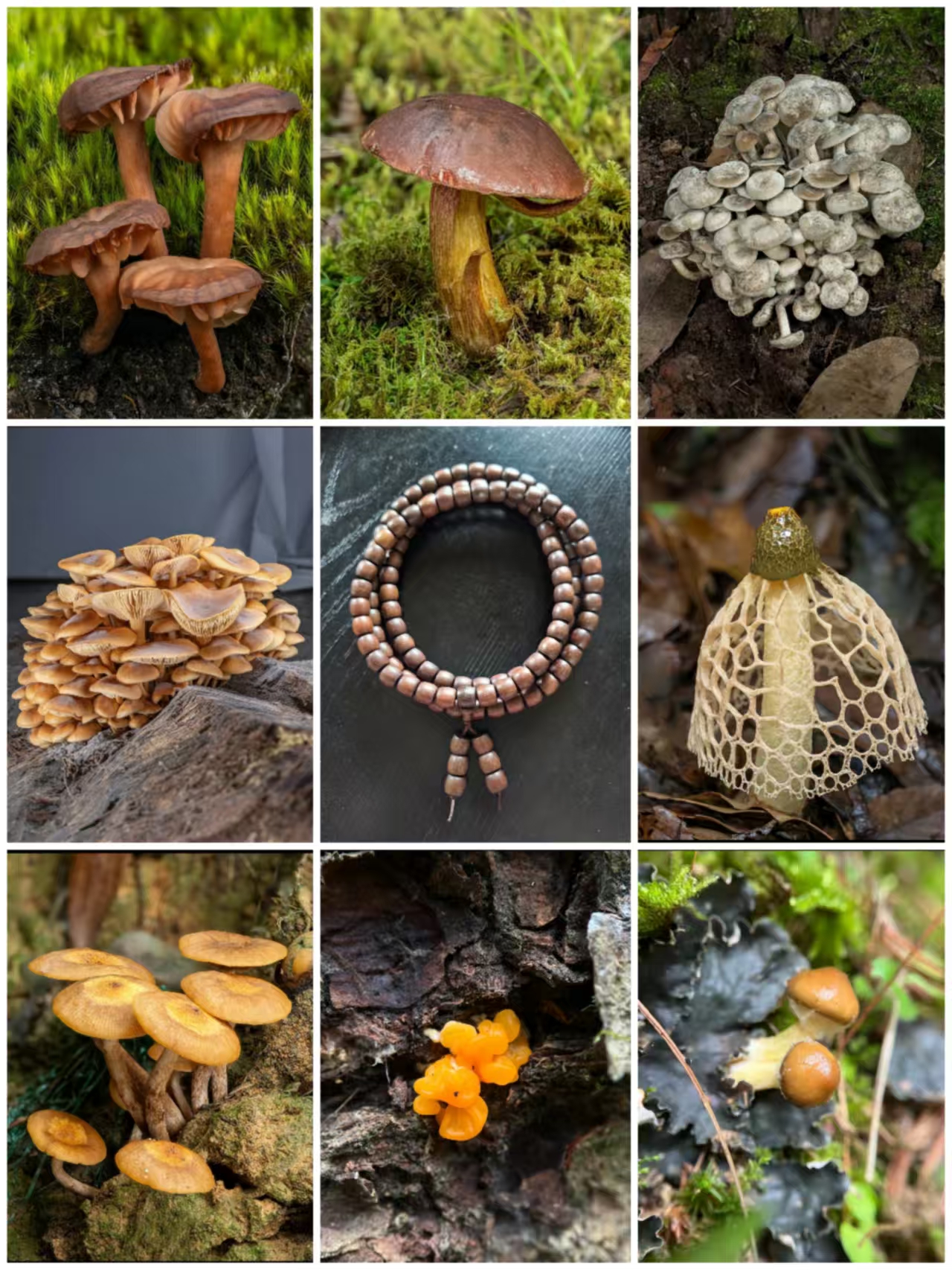 【中越收好货】A0518