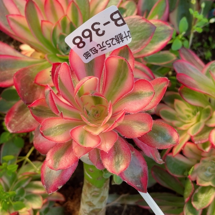 368爱丽思嫁接多肉12345678