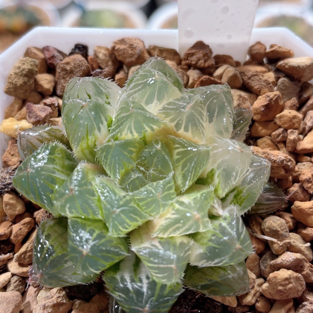 141冰魄玉露锦。